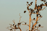 Helmeted guineafowls - Hwange