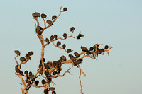 Helmeted guineafowls - Hwange