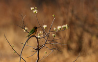 Bee eater