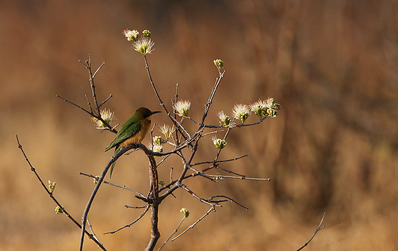 Little bee-eater - Hwange