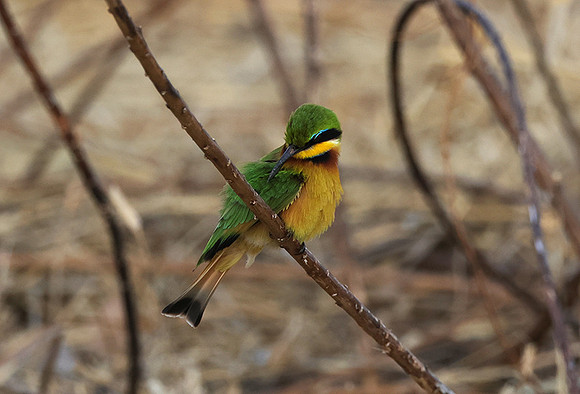 Little bee-eater - Hwange