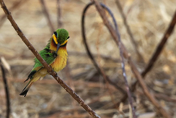 Little bee-eater - Hwange