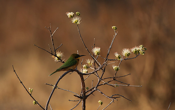 Little bee-eater - Hwange