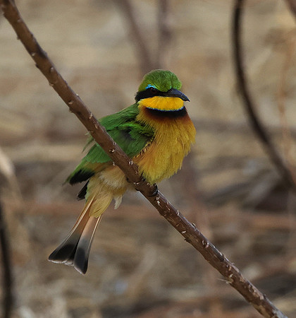 Little bee-eater - Hwange