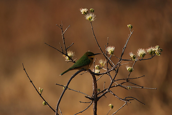 Little bee-eater - Hwange