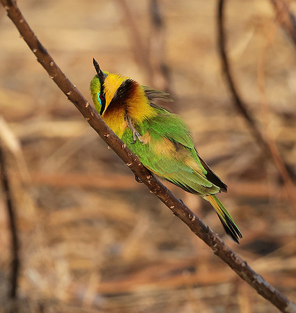 Little bee-eater - Hwange