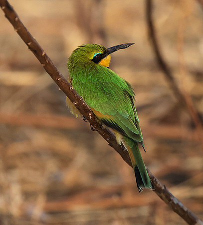 Little bee-eater - Hwange