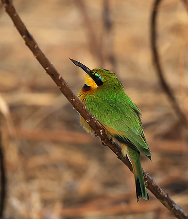 Little bee-eater - Hwange