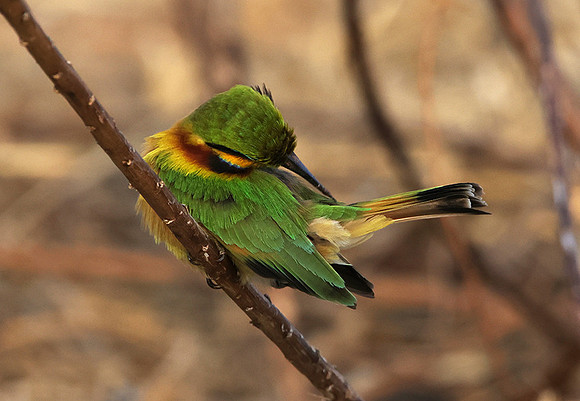 Little bee-eater - Hwange