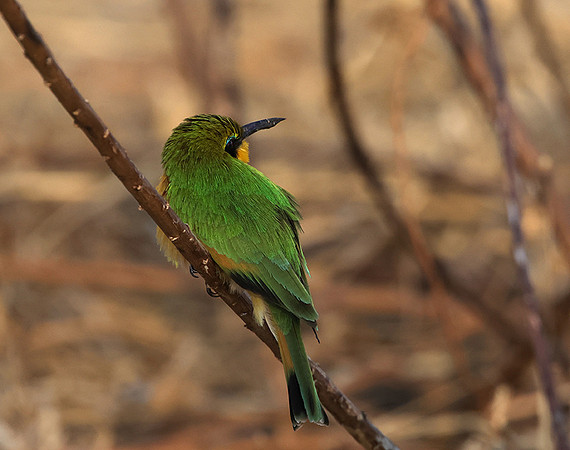 Little bee-eater - Hwange