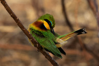 Little bee-eater - Hwange