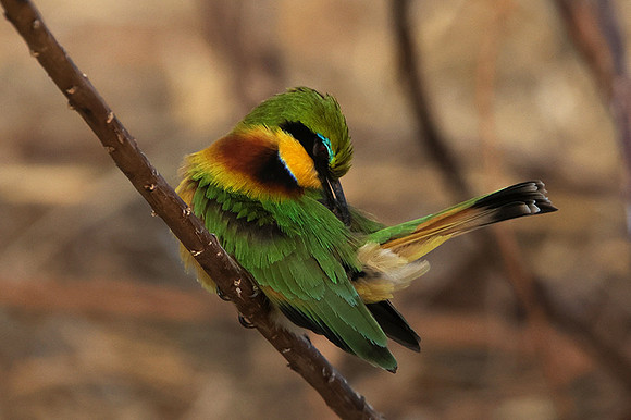 Little bee-eater - Hwange