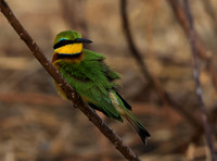 Little bee-eater - Hwange