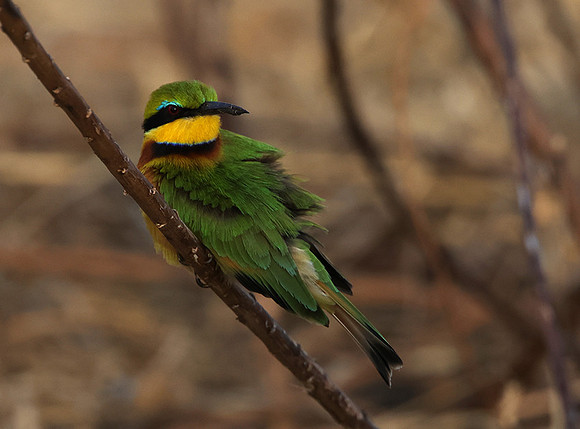 Little bee-eater - Hwange