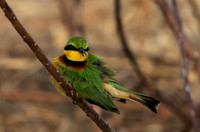 Little bee-eater - Hwange