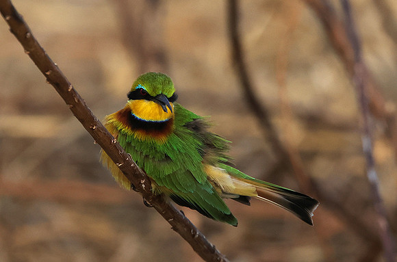 Little bee-eater - Hwange
