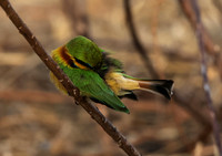 Little bee-eater - Hwange