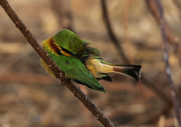Little bee-eater - Hwange