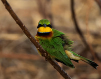 Little bee-eater - Hwange