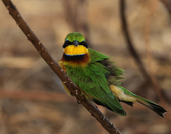 Little bee-eater - Hwange