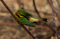 Little bee-eater - Hwange