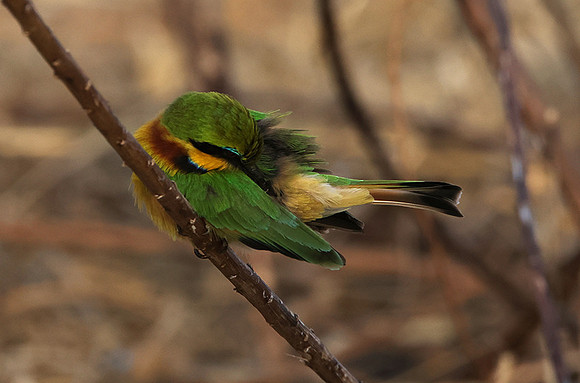 Little bee-eater - Hwange