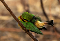 Little bee-eater - Hwange