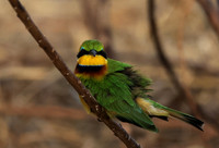 Little bee-eater - Hwange