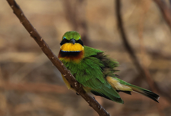 Little bee-eater - Hwange