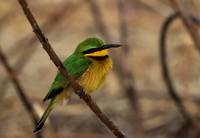 Little bee-eater - Hwange