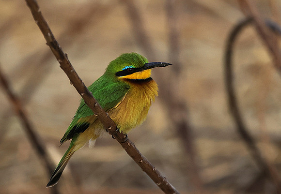 Little bee-eater - Hwange