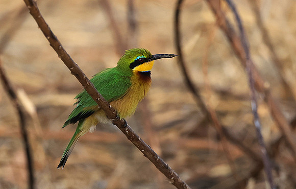 Little bee-eater - Hwange