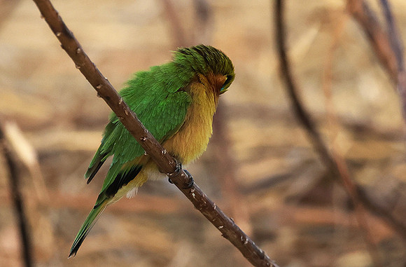 Little bee-eater - Hwange