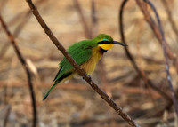 Little bee-eater - Hwange