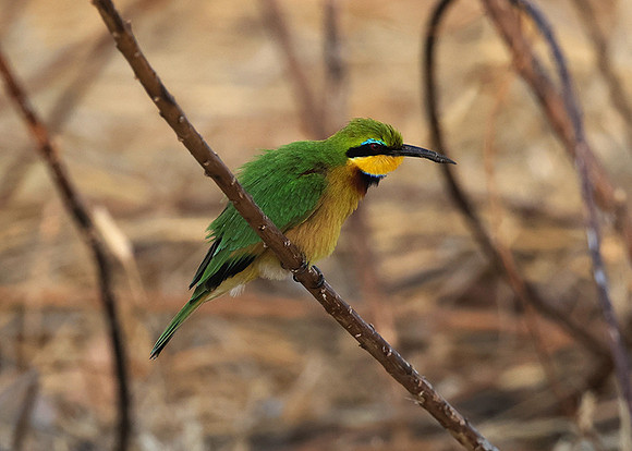 Little bee-eater - Hwange