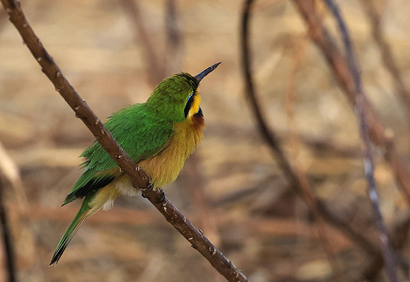Little bee-eater - Hwange