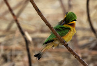 Little bee-eater - Hwange