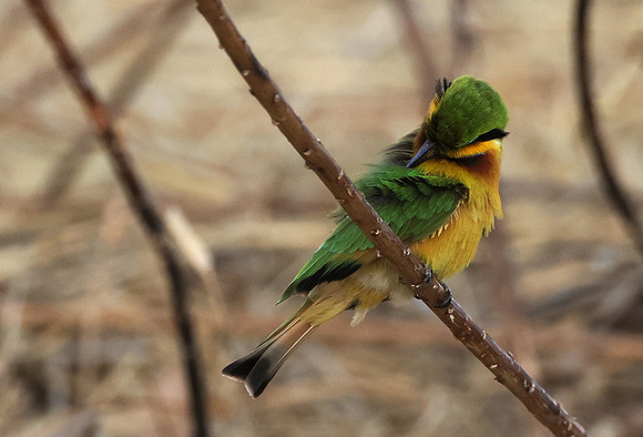 Little bee-eater - Hwange