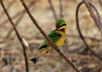 Little bee-eater - Hwange