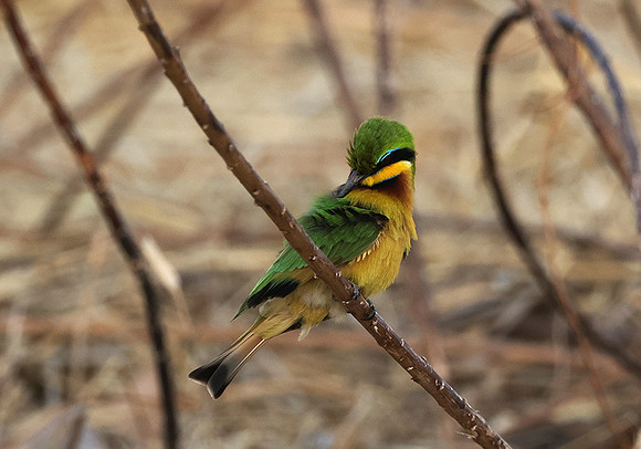 Little bee-eater - Hwange