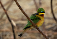 Little bee-eater - Hwange