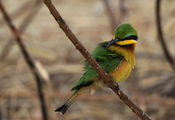 Little bee-eater - Hwange
