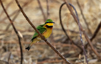 Little bee-eater - Hwange
