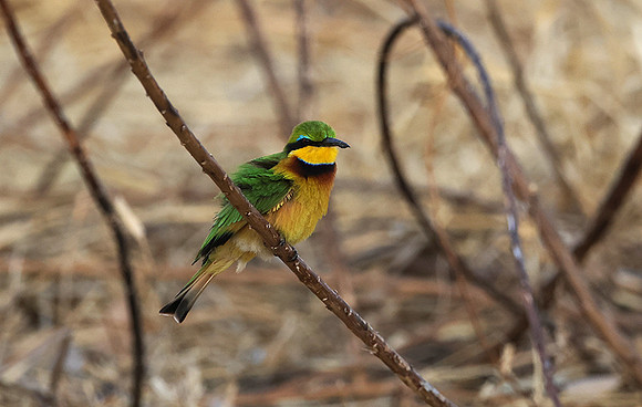 Little bee-eater - Hwange