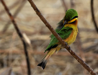 Little bee-eater - Hwange