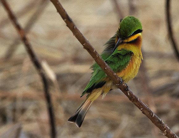 Little bee-eater - Hwange