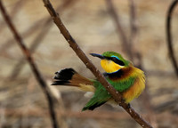 Little bee-eater - Hwange