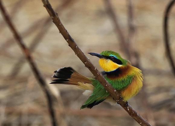 Little bee-eater - Hwange