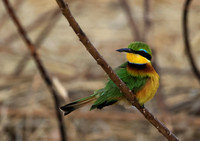 Little bee-eater - Hwange