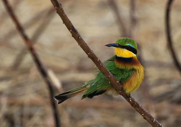 Little bee-eater - Hwange